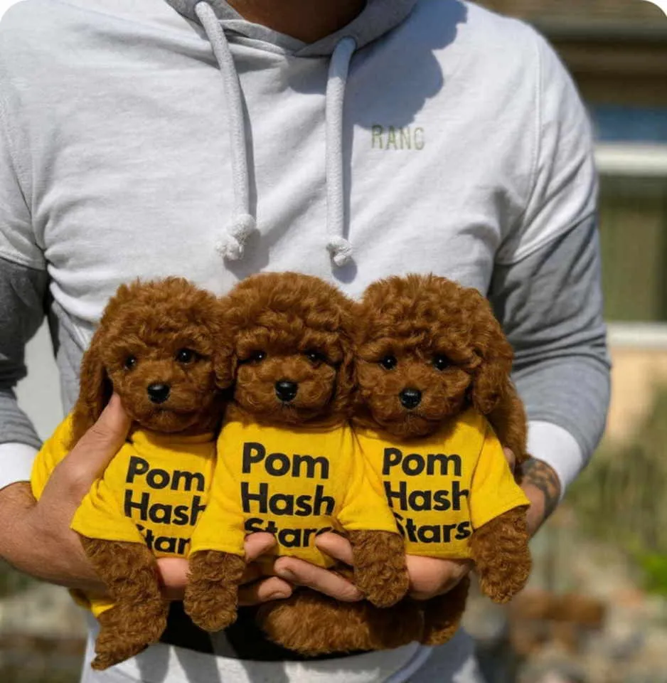 Pudla (patuljasta) na prodaju, Novi Sad