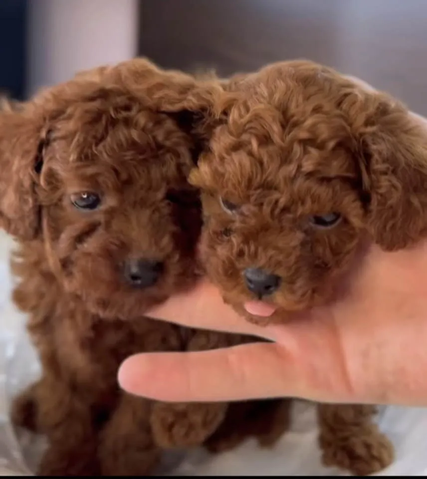 Pudla (patuljasta) na prodaju, Novi Sad (5)