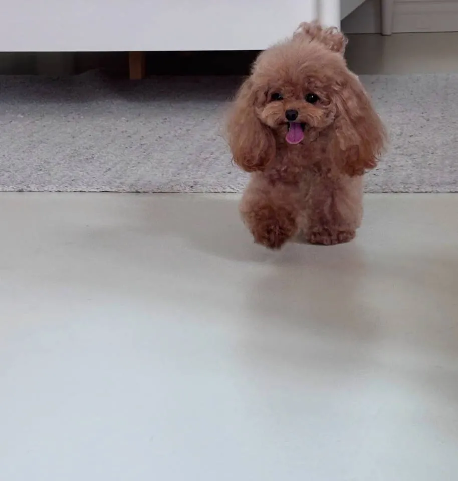 Pudla (patuljasta) na prodaju, Novi Sad (4)