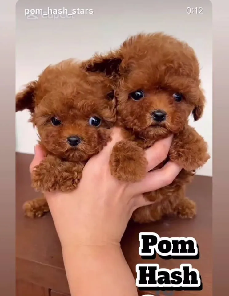 Pudla (patuljasta) na prodaju, Novi Sad (3)