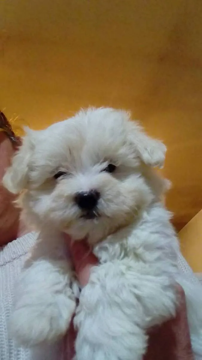 Malteški pas na prodaju, Kikinda (2)