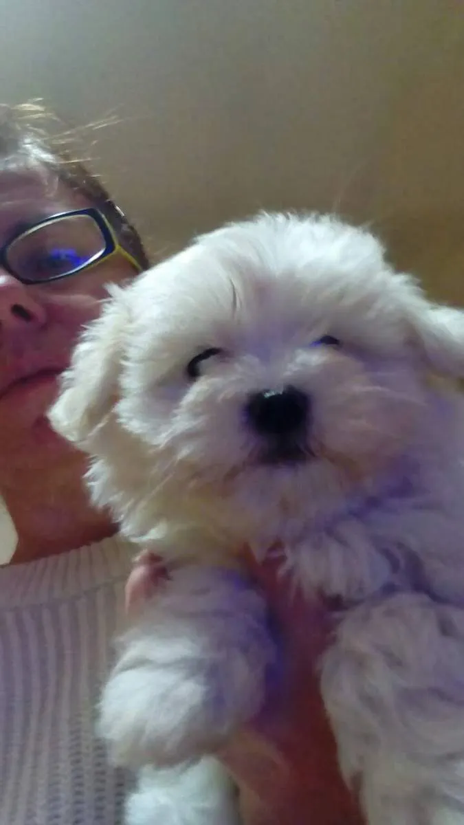 Malteški pas na prodaju, Kikinda