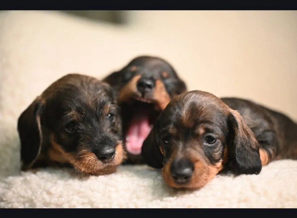 Jazavičar na prodaju, Beograd