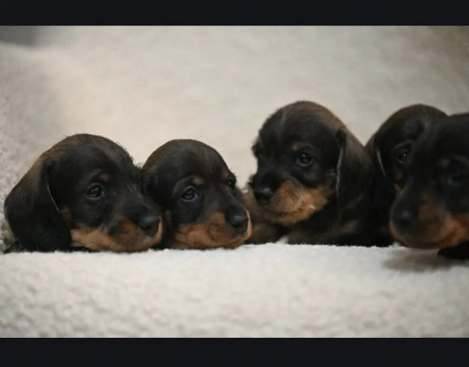 Jazavičar na prodaju, Beograd (2)