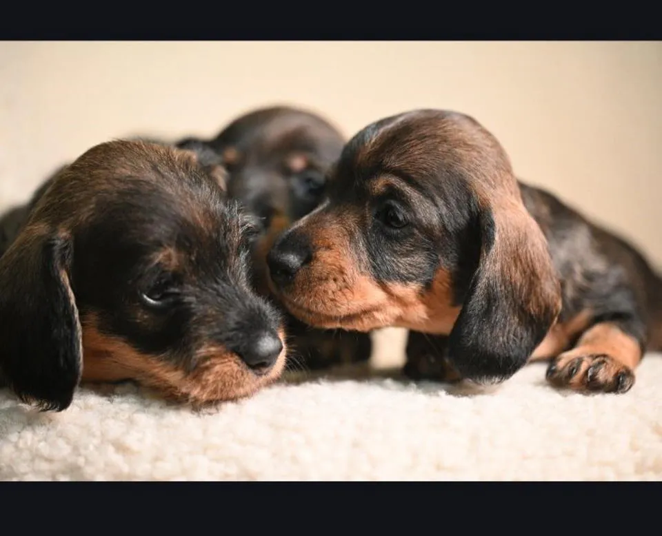 Jazavičar na prodaju, Beograd (3)