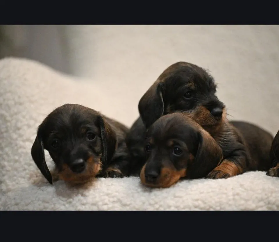 Jazavičar na prodaju, Beograd (4)