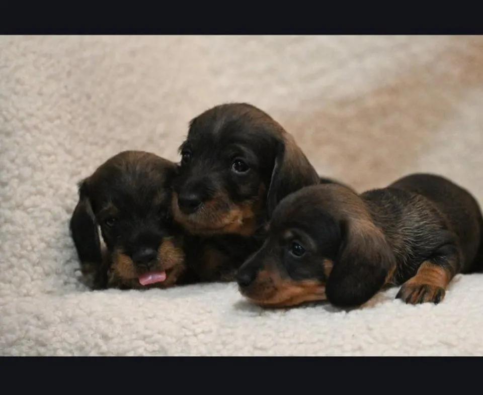 Jazavičar na prodaju, Beograd (5)