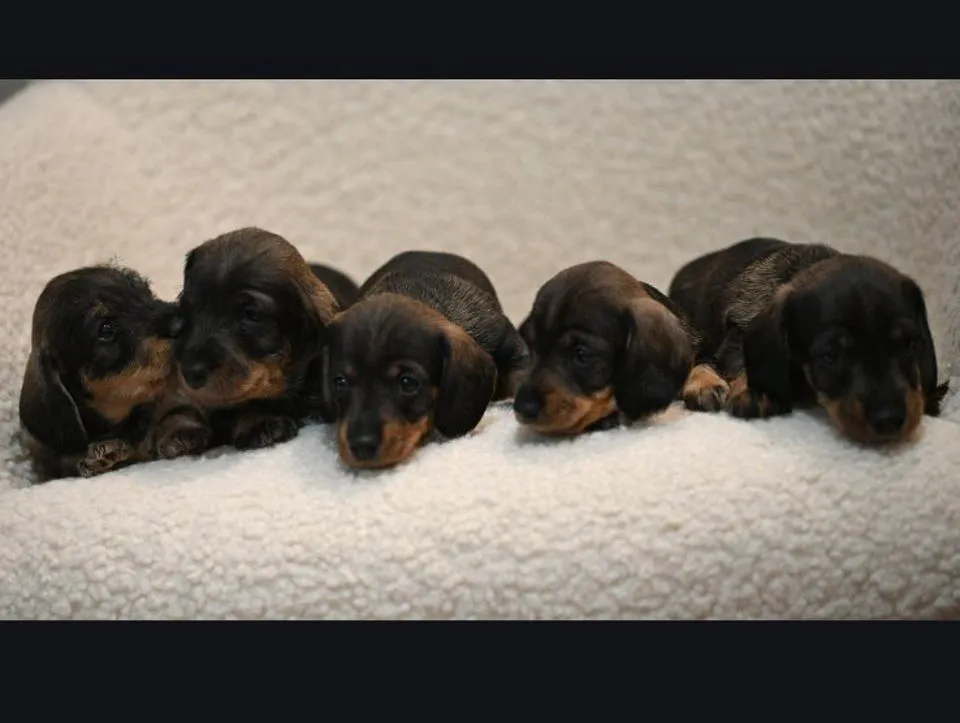 Jazavičar na prodaju, Beograd (6)