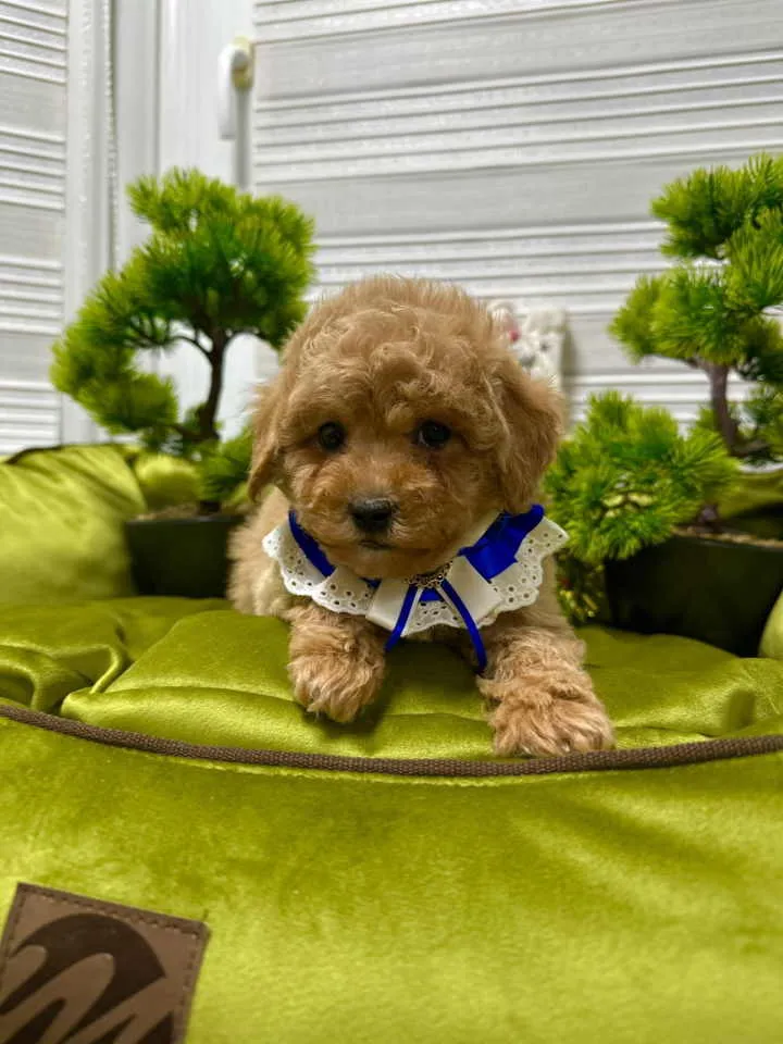 Pudla (patuljasta) na prodaju, Kraljevo (4)