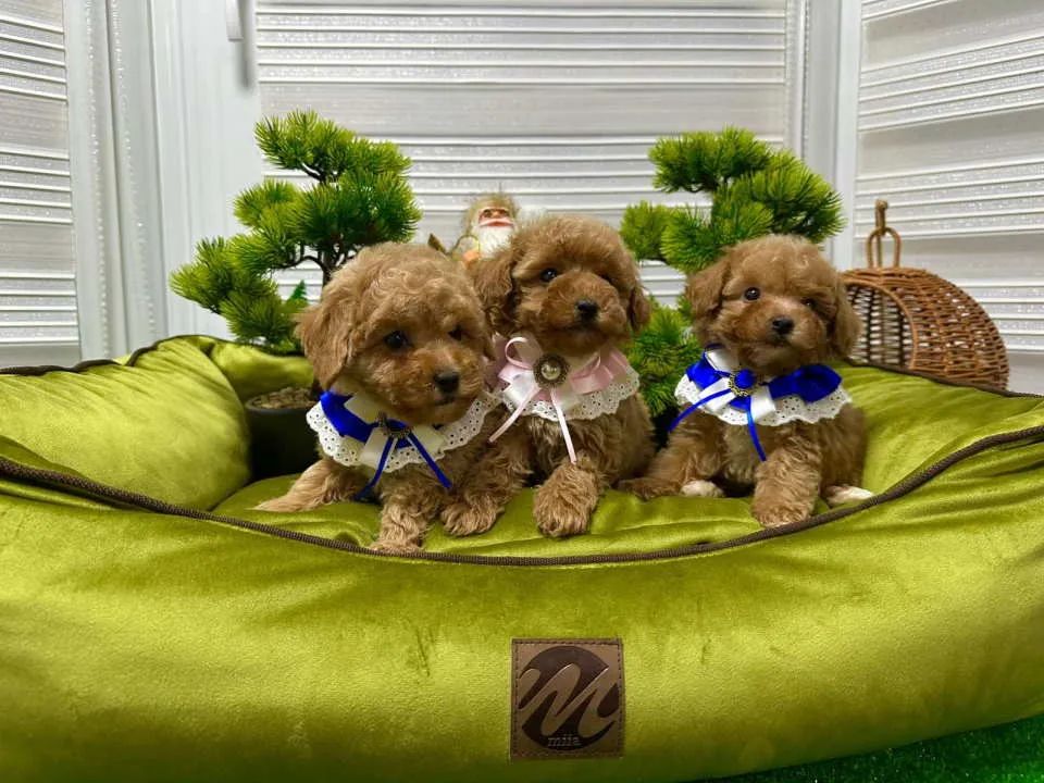 Pudla (patuljasta) na prodaju, Kraljevo (5)