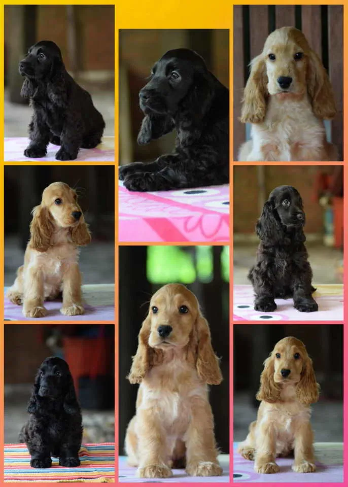 Engleski koker španijel na prodaju, Beograd