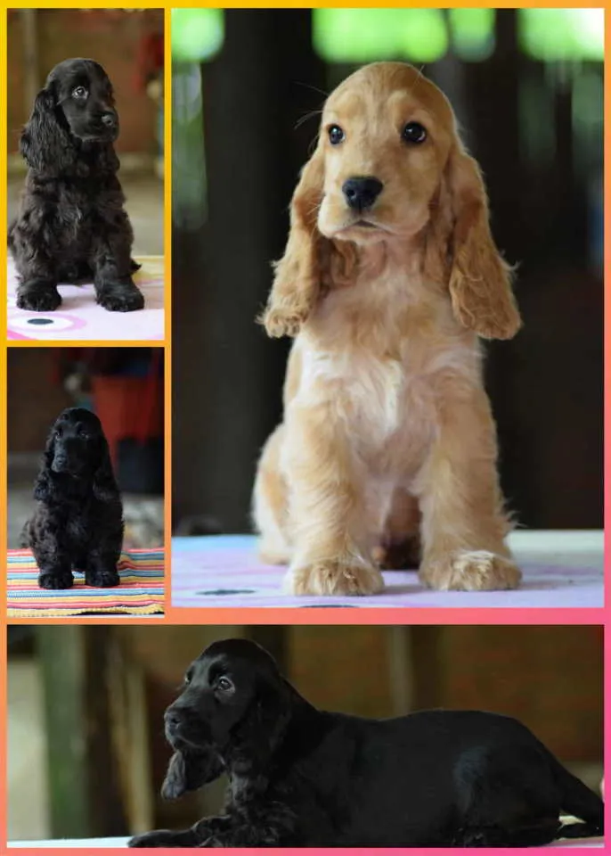 Engleski koker španijel na prodaju, Beograd (2)