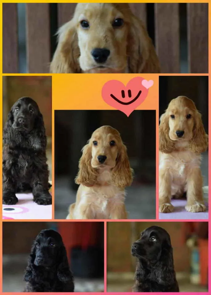 Engleski koker španijel na prodaju, Beograd (3)