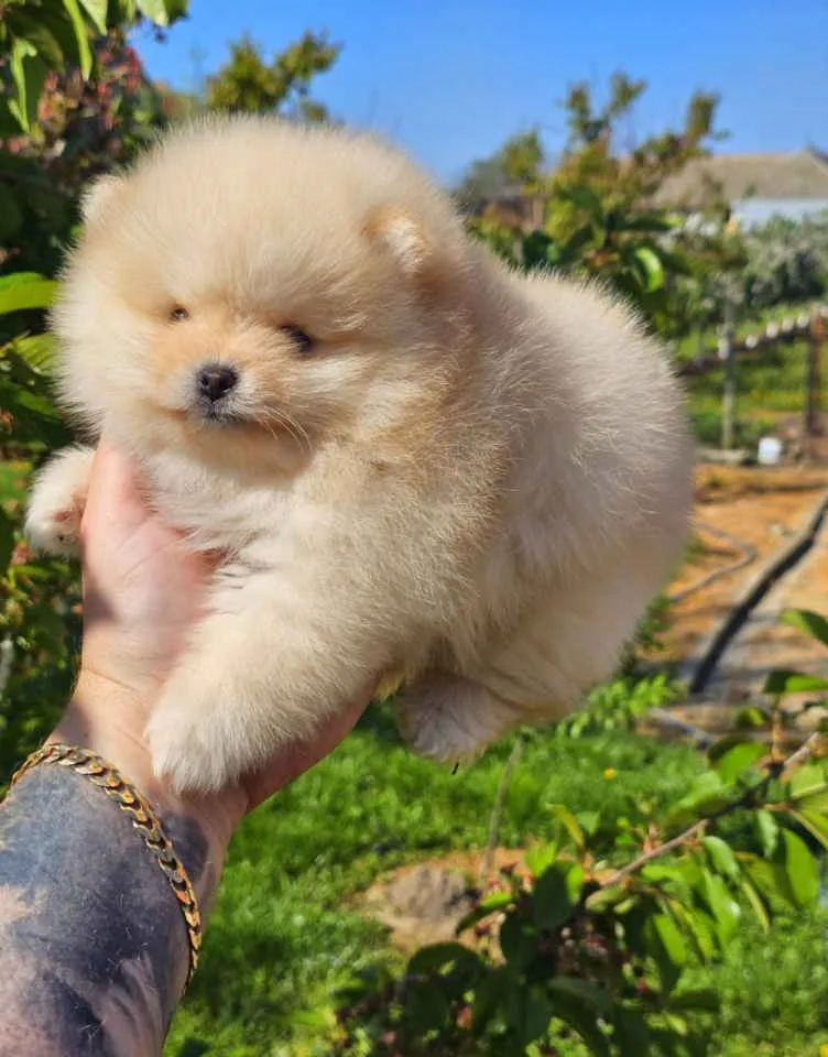 Nemački špic na prodaju, Novi Sad