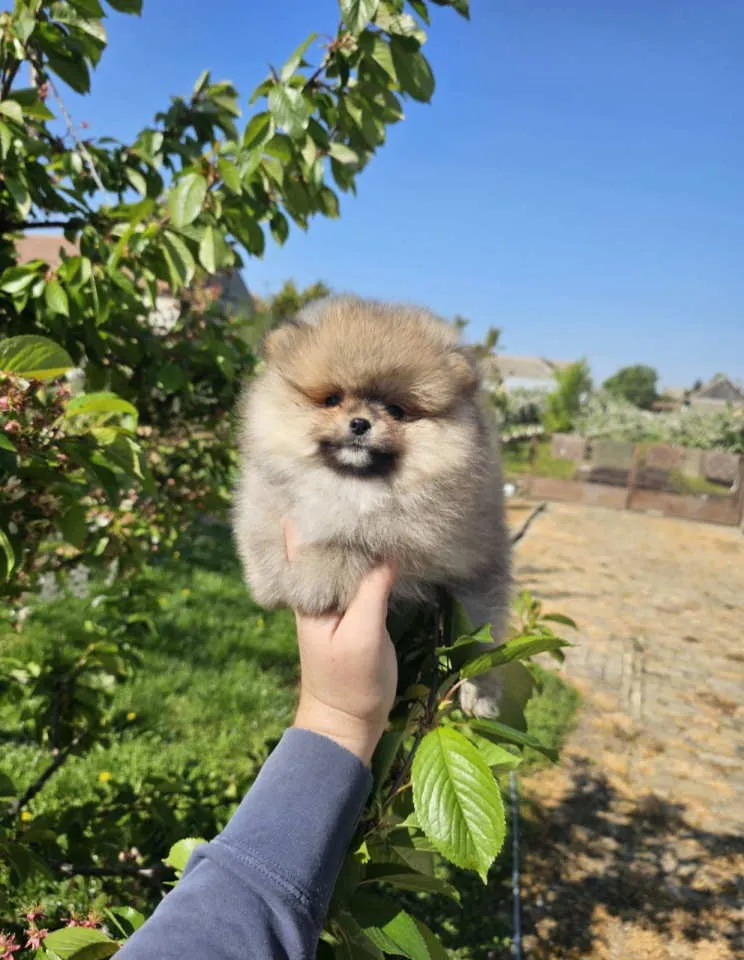 Nemački špic na prodaju, Novi Sad (6)