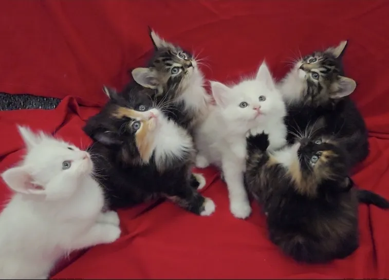 Ostalo na prodaju, Beograd Batajnica