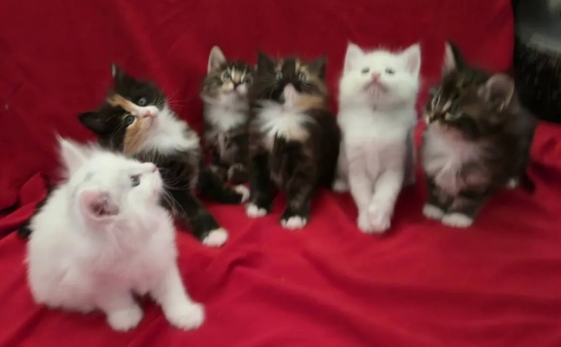 Ostalo na prodaju, Beograd Batajnica (2)