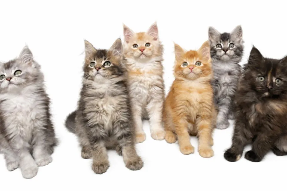 Ostalo na prodaju, Beograd