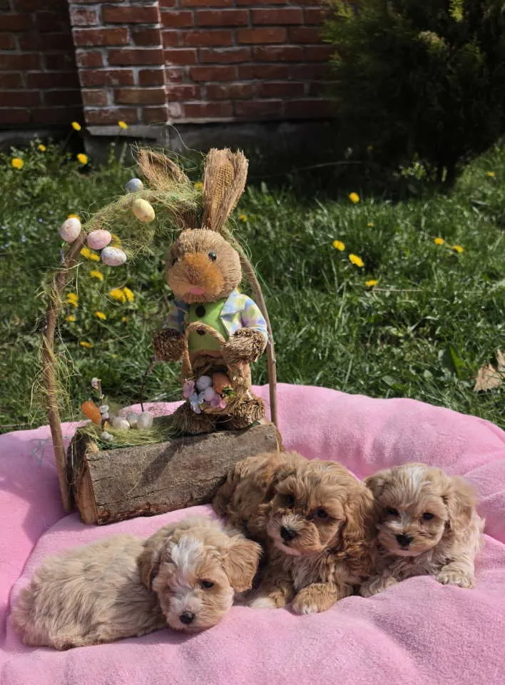 Mešanac na prodaju, Novi Sad