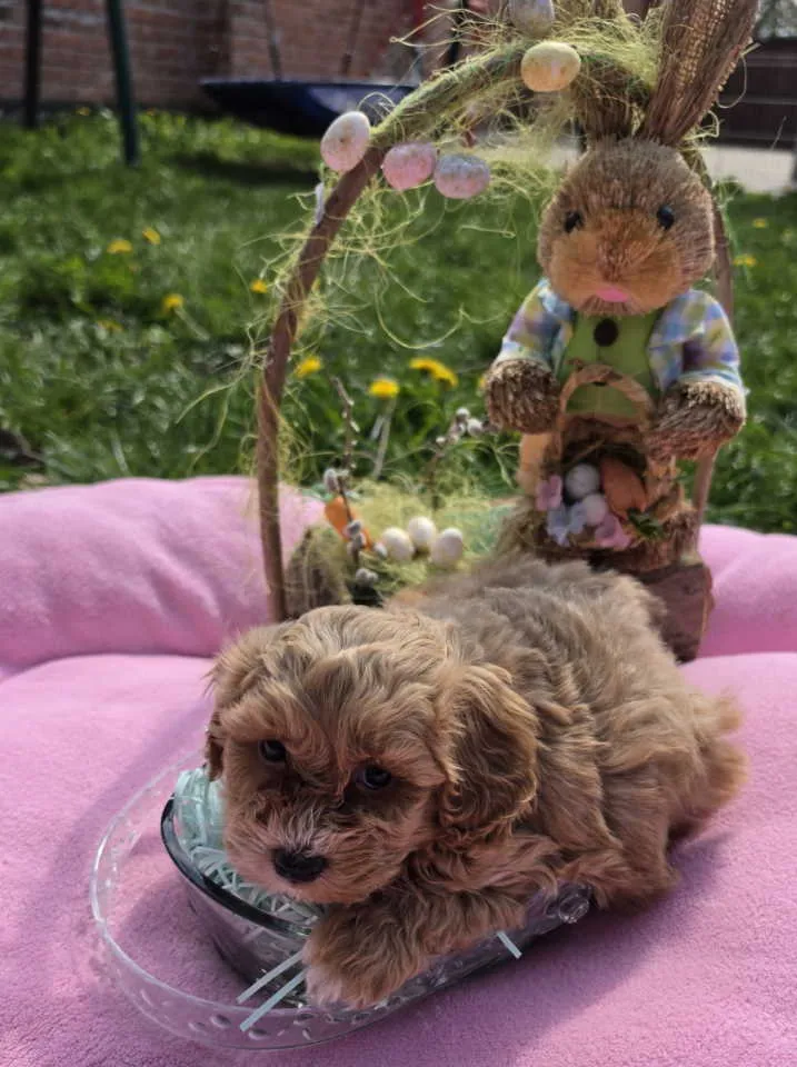 Mešanac na prodaju, Novi Sad (5)