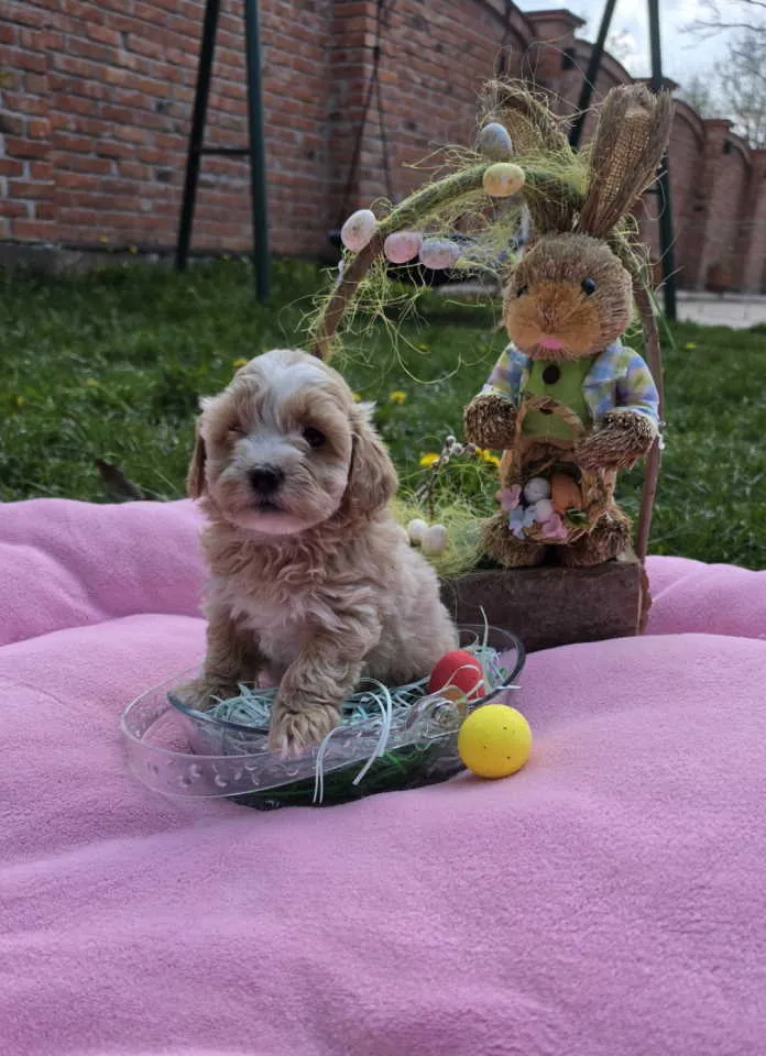 Mešanac na prodaju, Novi Sad (6)