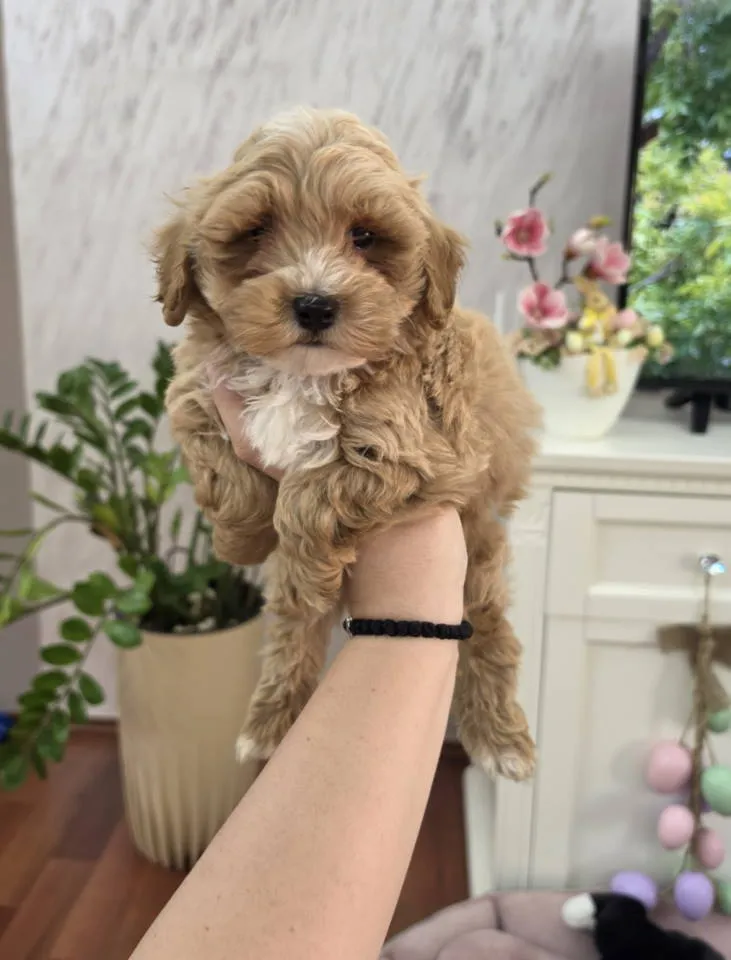 Mešanac na prodaju, Novi Sad