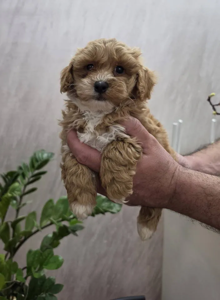 Mešanac na prodaju, Novi Sad (2)