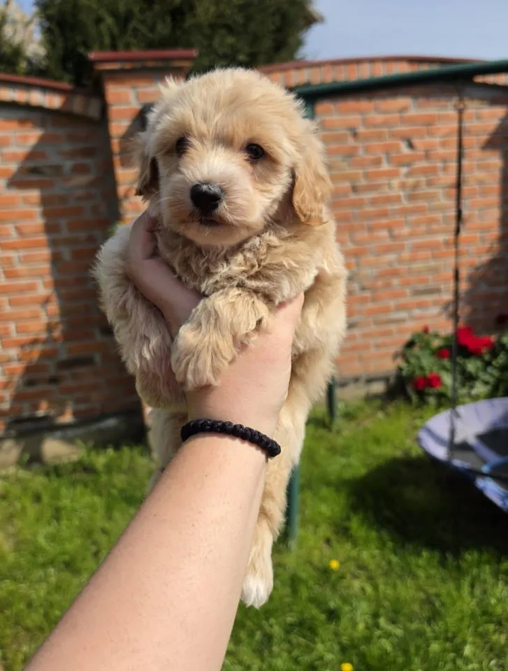 Mešanac na prodaju, Novi Sad (3)