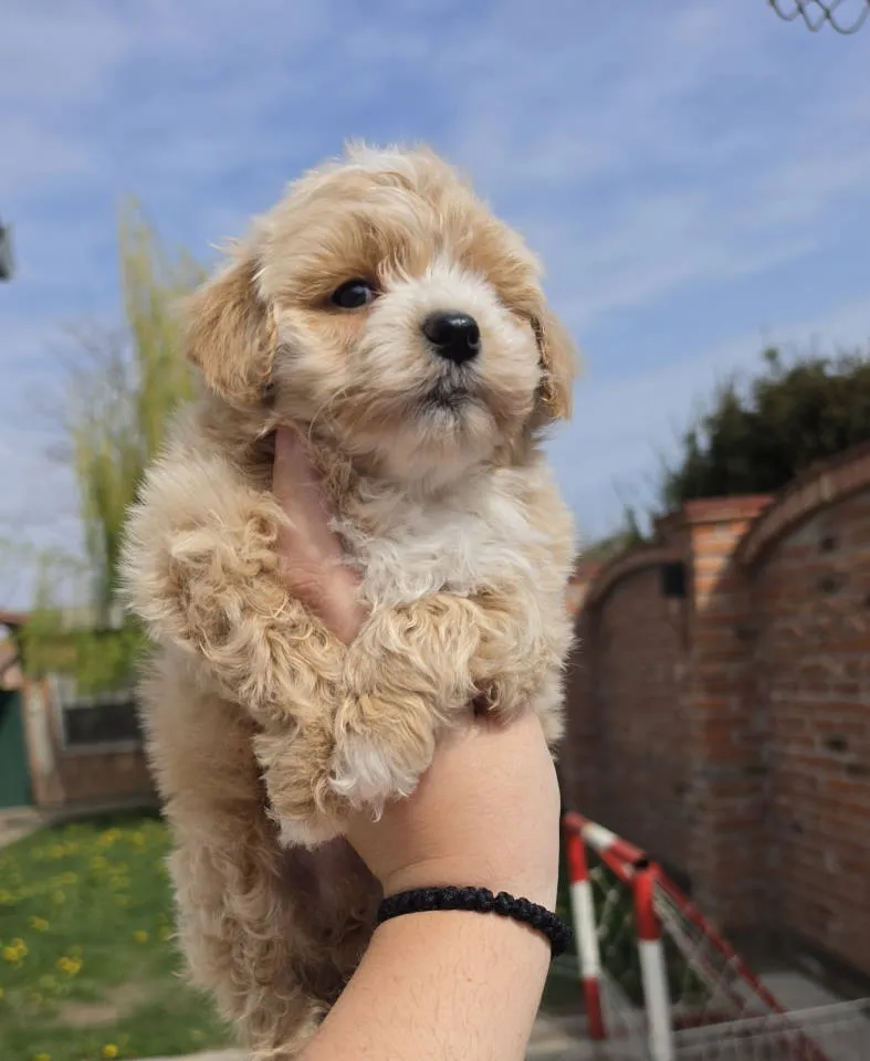 Mešanac na prodaju, Novi Sad (4)