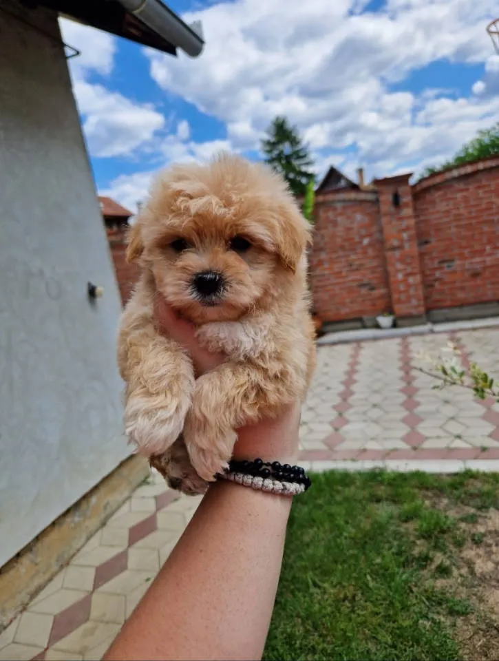 Mešanac na prodaju, Novi Sad (5)