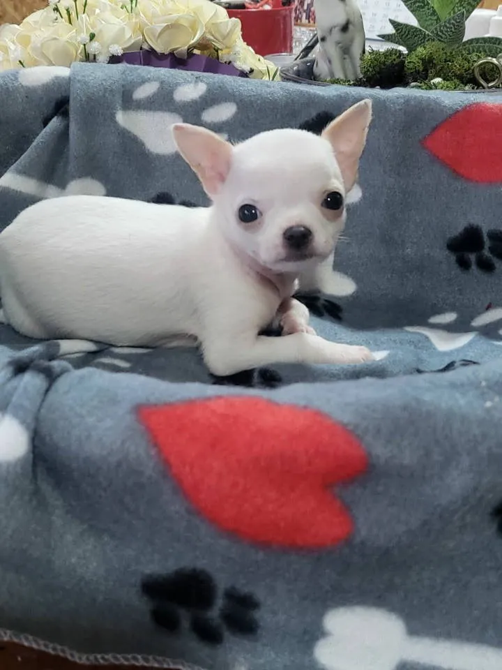 Čivava na prodaju, Novi Bečej