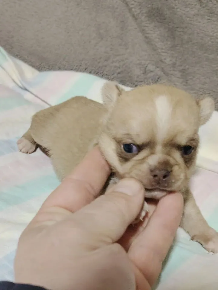 Čivava na prodaju, Novi Bečej (2)