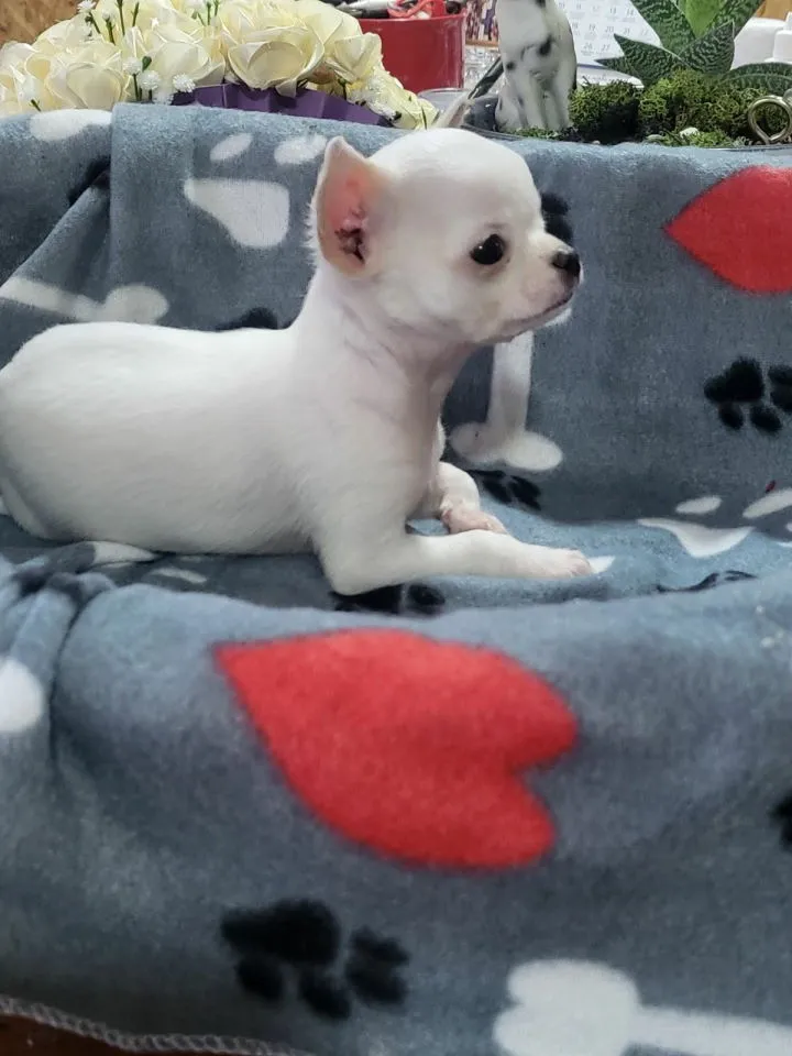 Čivava na prodaju, Novi Bečej (3)