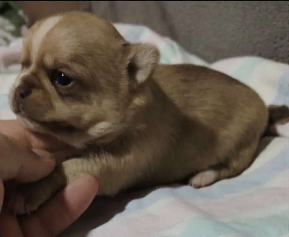 Čivava na prodaju, Novi Bečej (4)