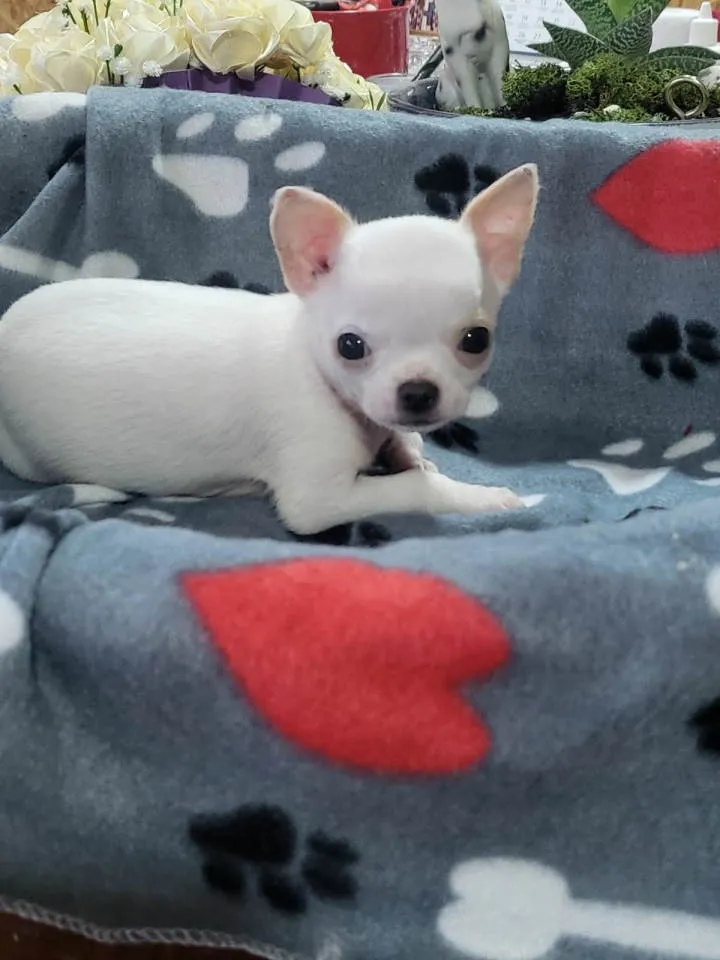 Čivava na prodaju, Novi Bečej (5)