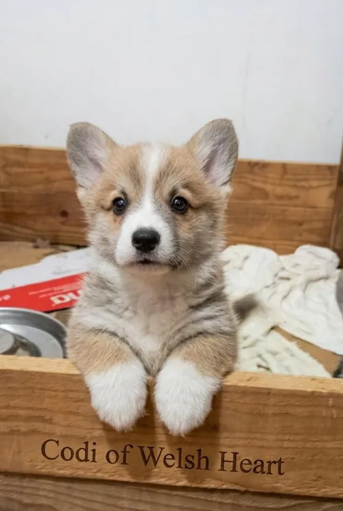 Velški korgi (pembrok) na prodaju, Valjevo (2)