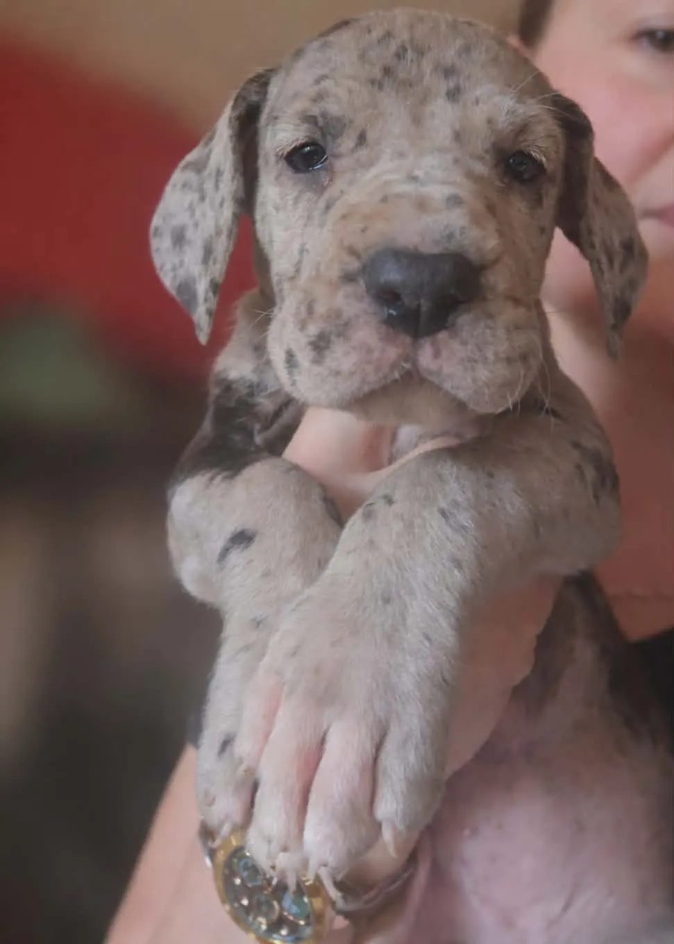 Nemačka doga na prodaju, Beograd