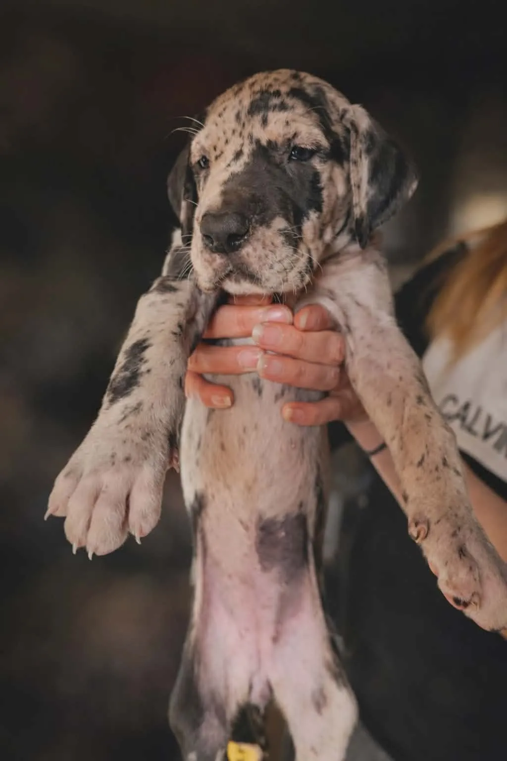 Nemačka doga na prodaju, Beograd (2)