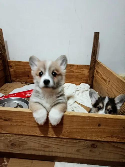 Velški korgi (pembrok) na prodaju, Valjevo (4)