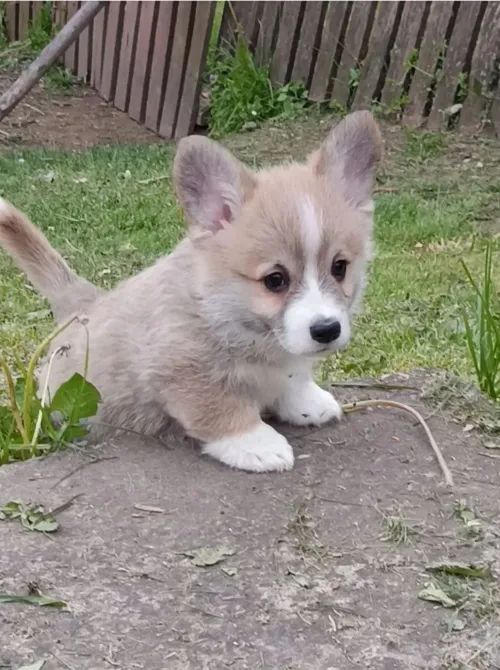 Velški korgi (pembrok) na prodaju, Valjevo (5)