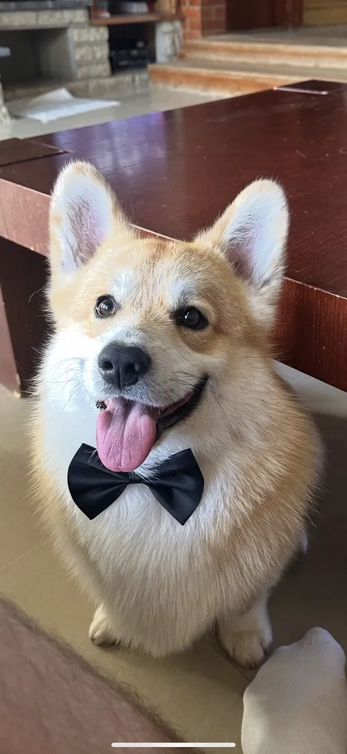 Velški korgi (pembrok) na prodaju, Valjevo (6)