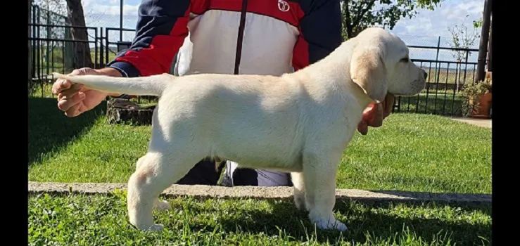 Labrador retriver na prodaju, Beograd Surčin (7)