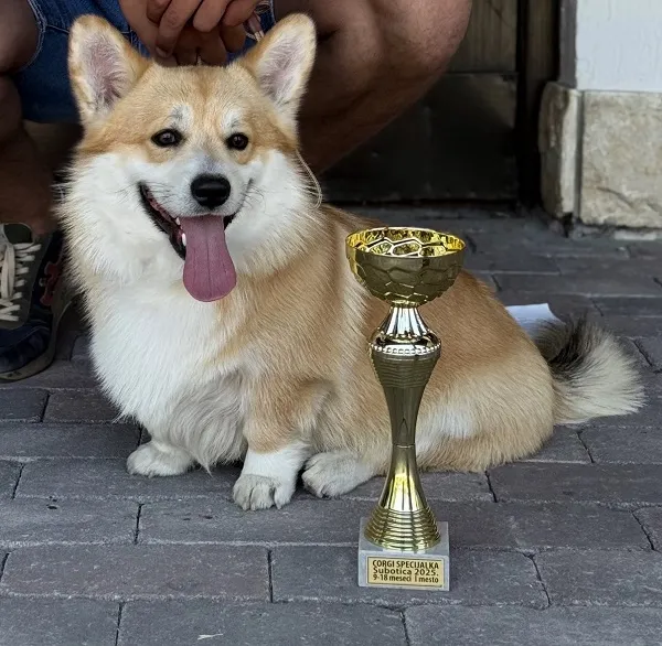 Velški korgi (pembrok) na prodaju, Valjevo (7)