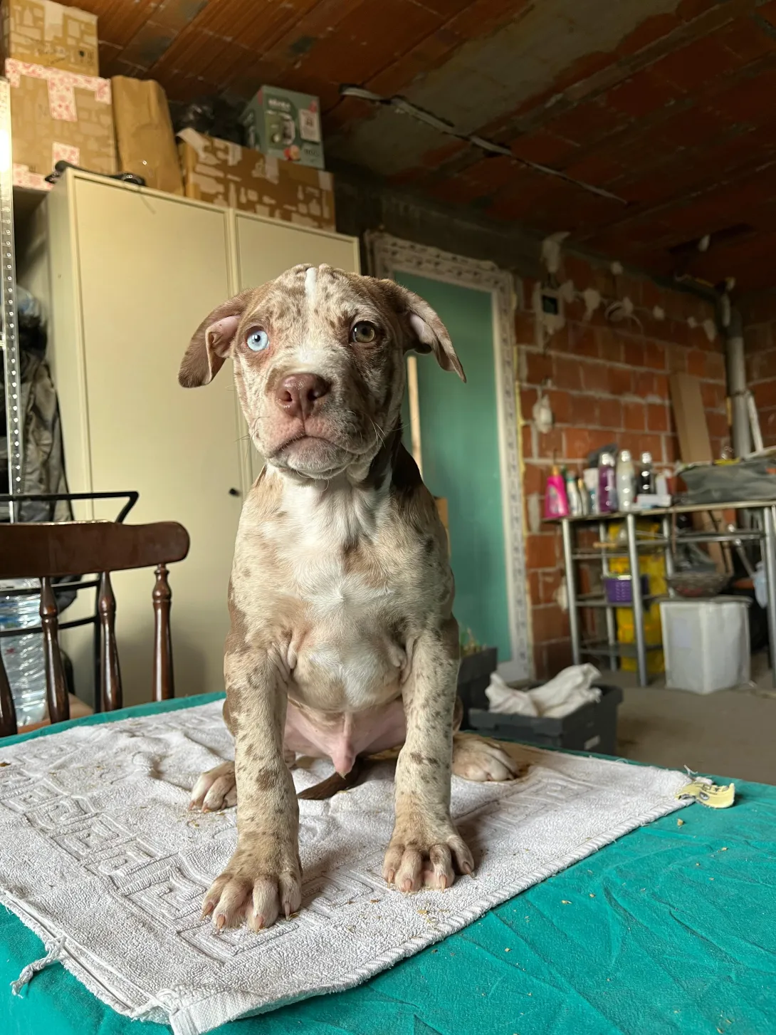 Američki stafordski terijer na prodaju, Beograd (9)