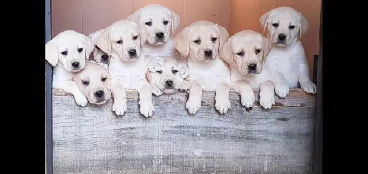 Labrador retriver na prodaju, Beograd Surčin (8)
