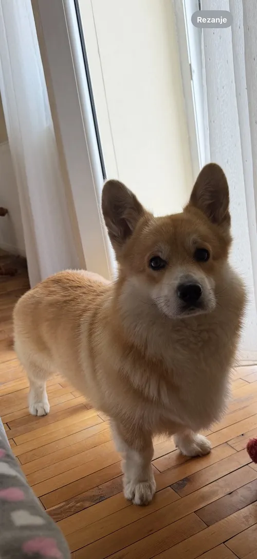 Velški korgi (pembrok) na prodaju, Valjevo (8)