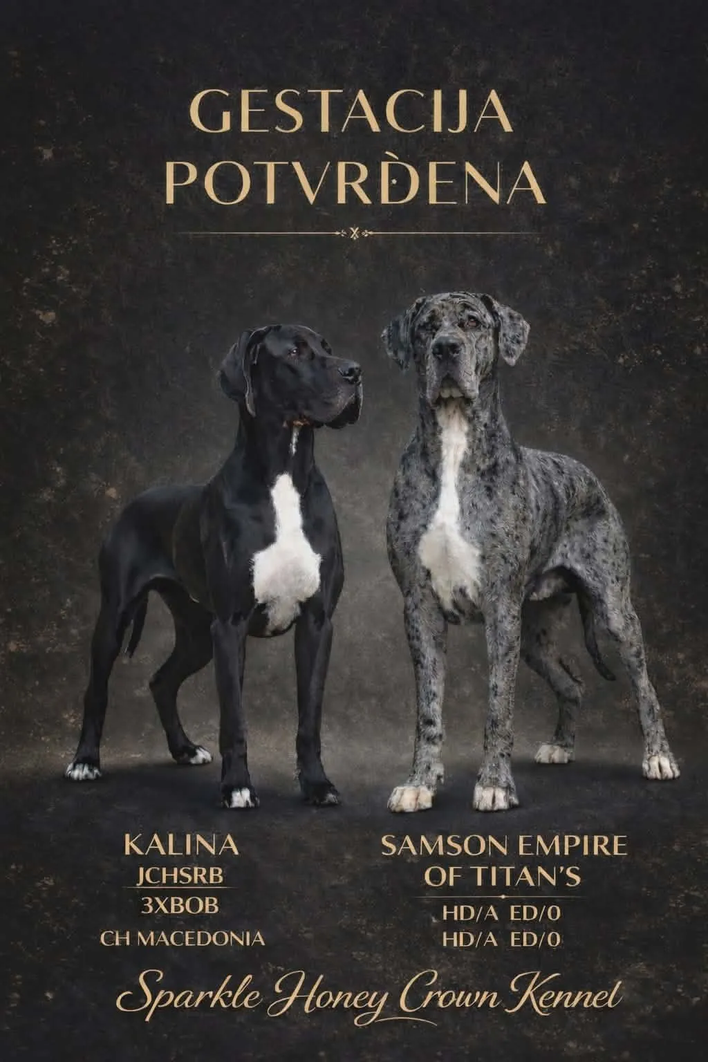 Nemačka doga na prodaju, Beograd (3)