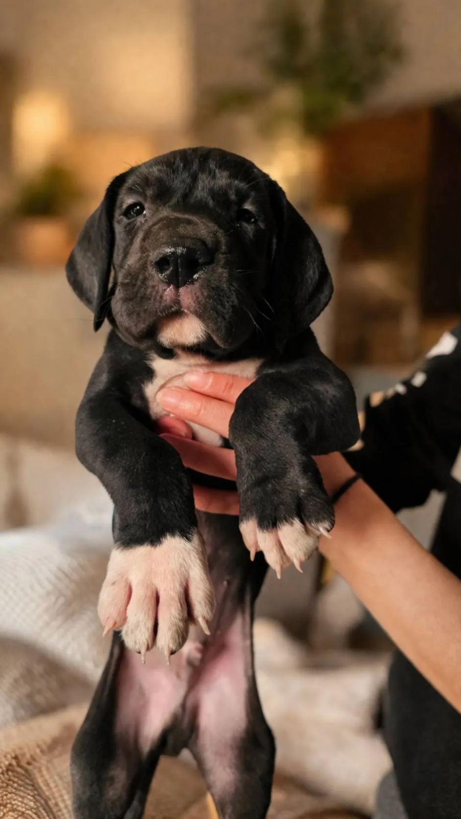 Nemačka doga na prodaju, Beograd (4)