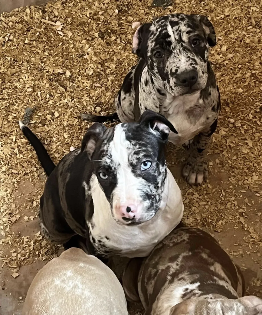 Američki stafordski terijer na prodaju, Beograd (7)
