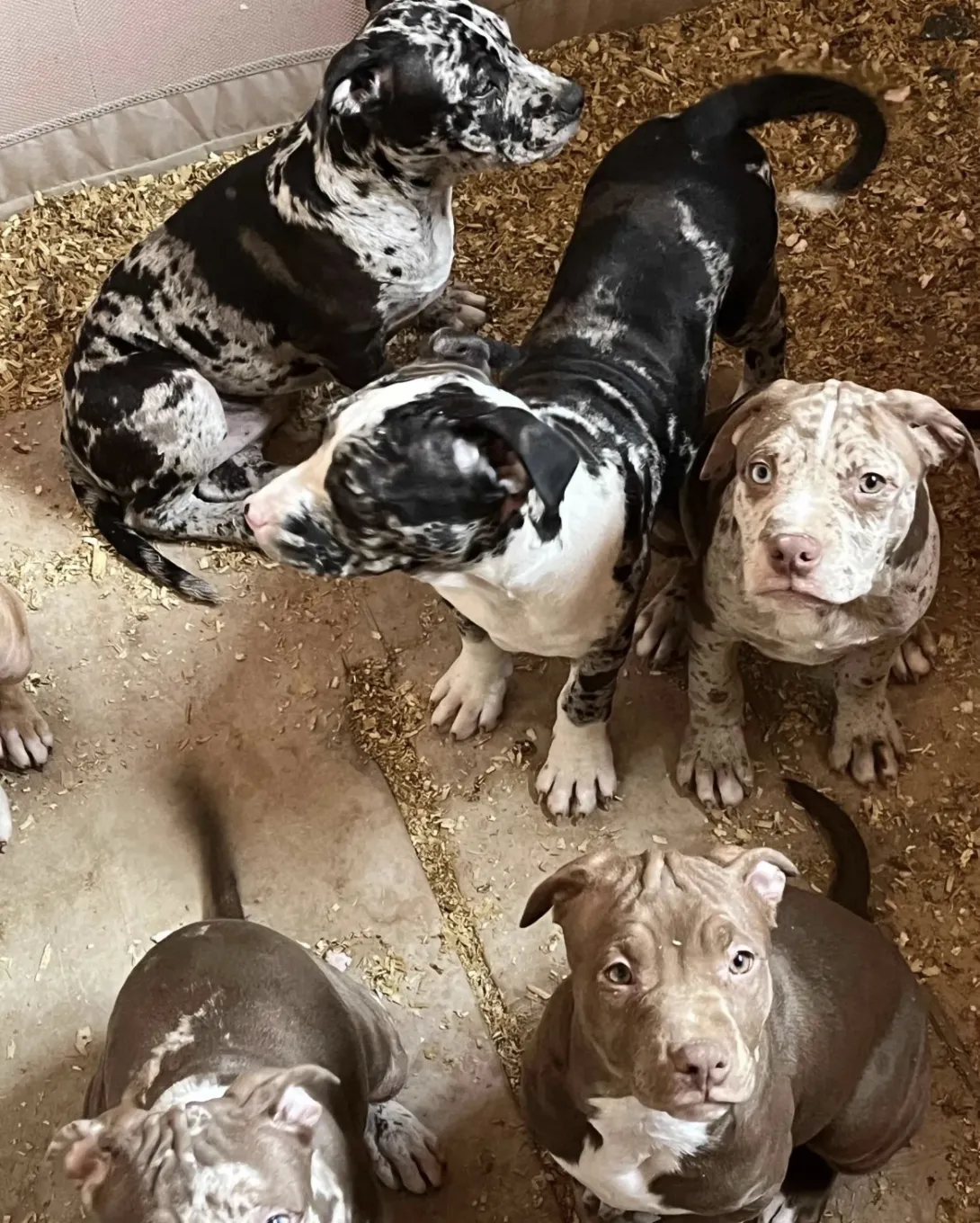 Američki stafordski terijer na prodaju, Beograd (8)